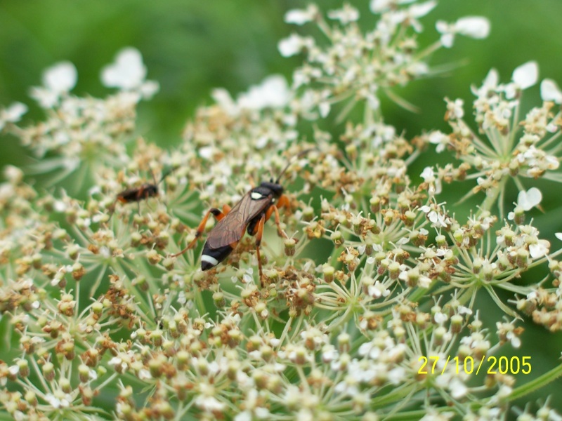 Ichneumonidae